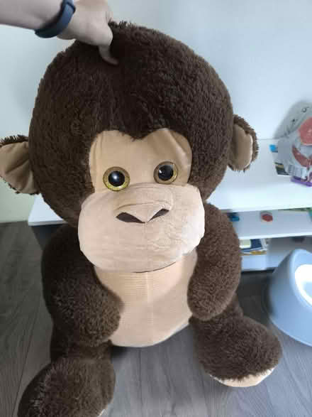 Photo of free Monkey (Lewisham) #1