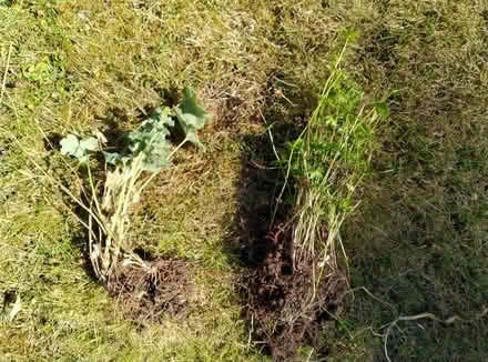 Photo of free Garden plants (Kennington OX1) #1