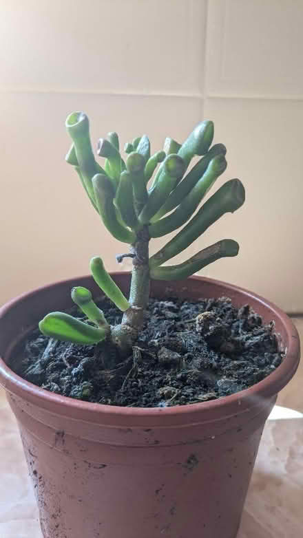 Photo of free House plant succulents (Caldy Valley CH3) #2