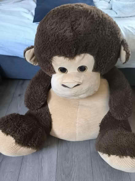 Photo of free Monkey (Lewisham) #3