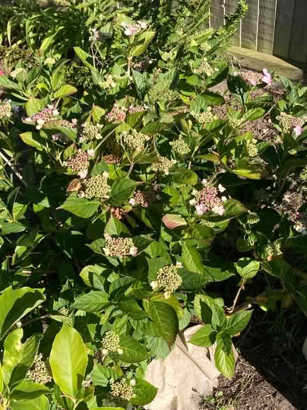 Photo of free hydrangea plant (Kirkley NR33) #2