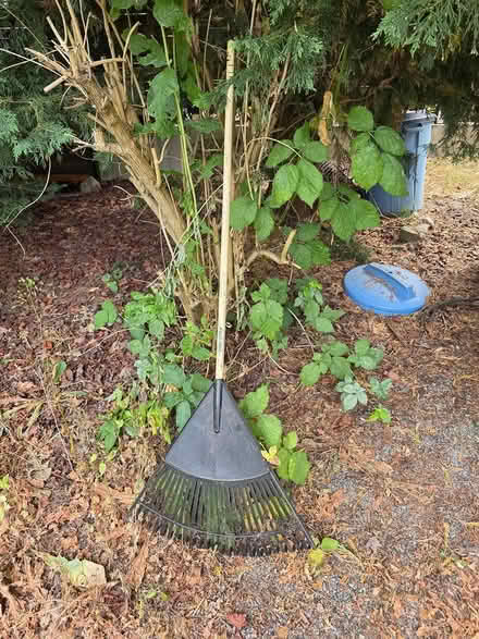 Photo of free Leaf rake (Central District/Madrona) #1