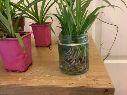 Photo of free Small table and spider plants (White City W10) #1