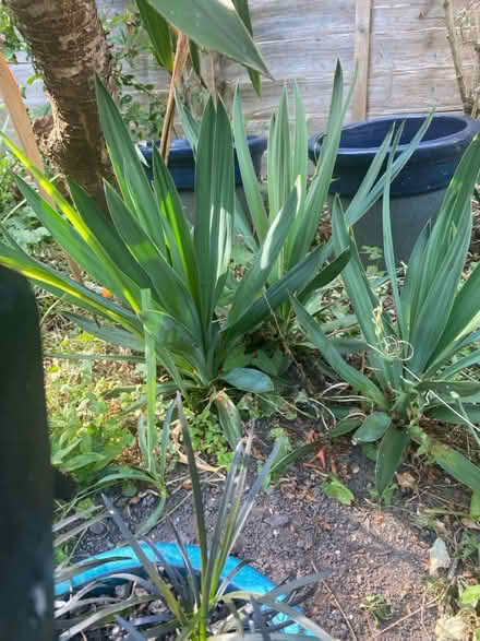 Photo of free Offshoots of yukka plane (B9 bordesley green) #2
