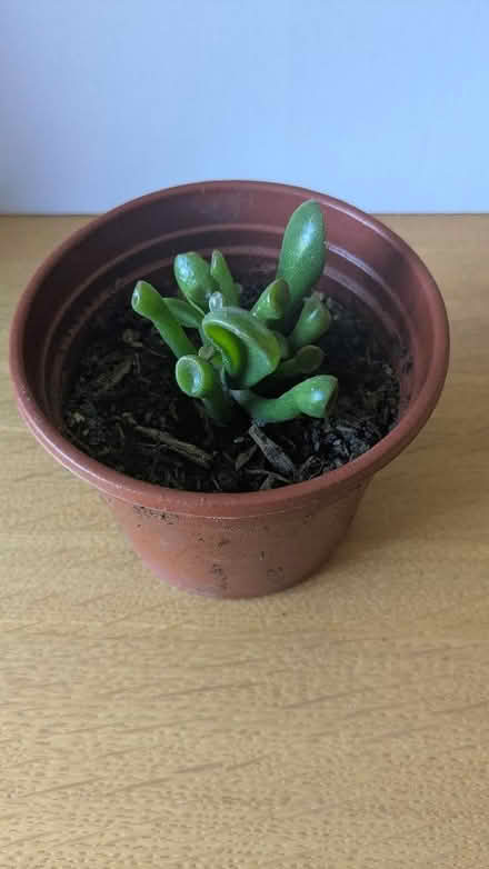 Photo of free House plant succulents (Caldy Valley CH3) #1