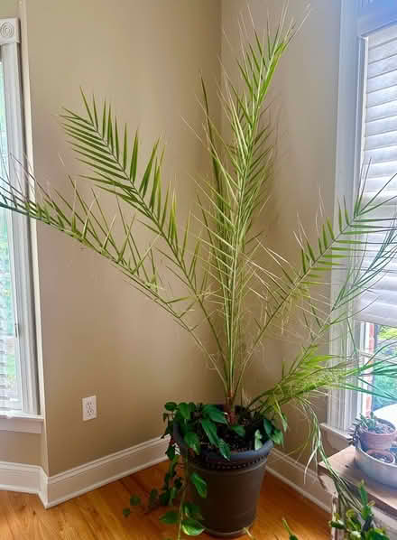 Photo of free Date Palm (Belle mead) #1
