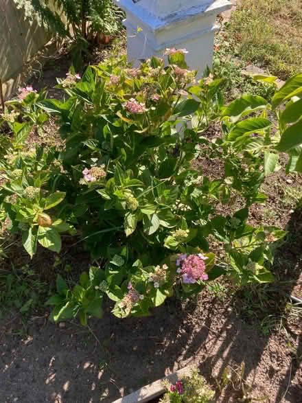 Photo of free hydrangea plant (Kirkley NR33) #1
