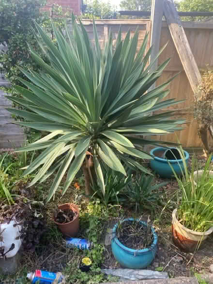 Photo of free Offshoots of yukka plane (B9 bordesley green) #1