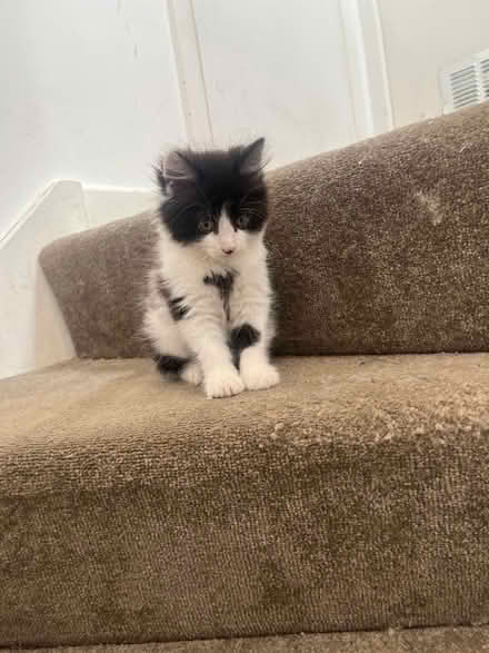 Photo of Kitten/Cat items (Wood Green) #1