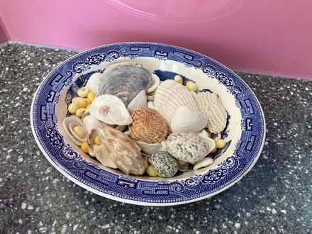 Photo of free Sea shells (Emlyn Gardens W4) #1