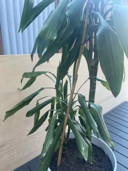 Photo of free Dracaena fragrans (Littlemore OX4) #2