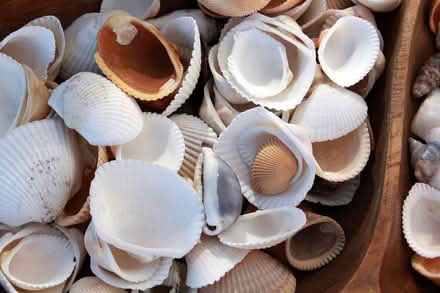 Photo of Shells, stones or glass pebbles (Horspath OX33) #1