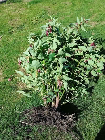 Photo of free Pretty bush - Leycesteria formosa (Quernmore LA2) #1