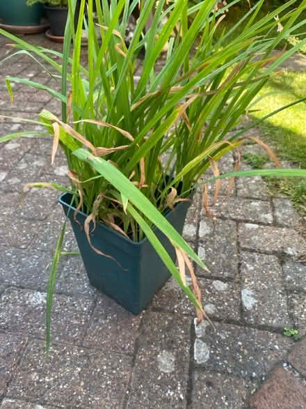Photo of free Small Mombretia plant (Waterlooville PO7) #1