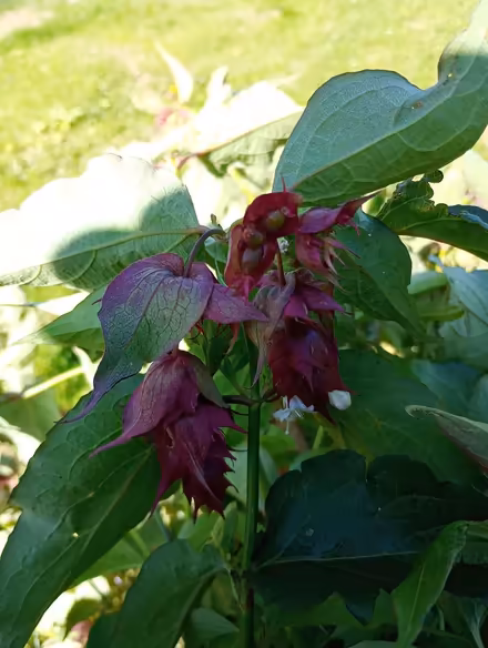 Photo of free Pretty bush - Leycesteria formosa (Quernmore LA2) #2