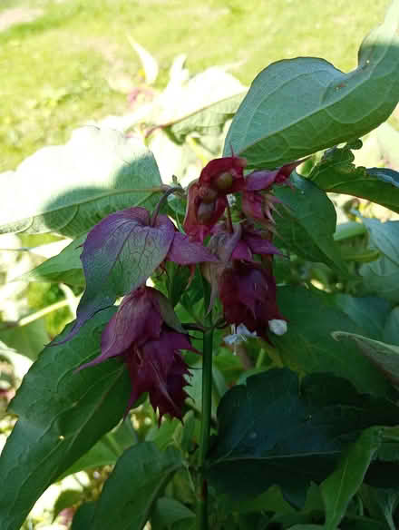 Photo of free Pretty bush - Leycesteria formosa (Quernmore LA2) #2