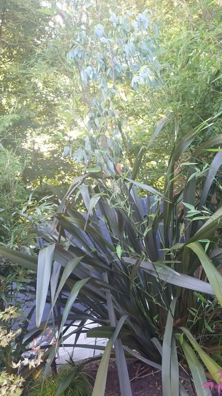 Photo of free 3 Eucalyptus Trees (Ballyskeagh BT17) #4