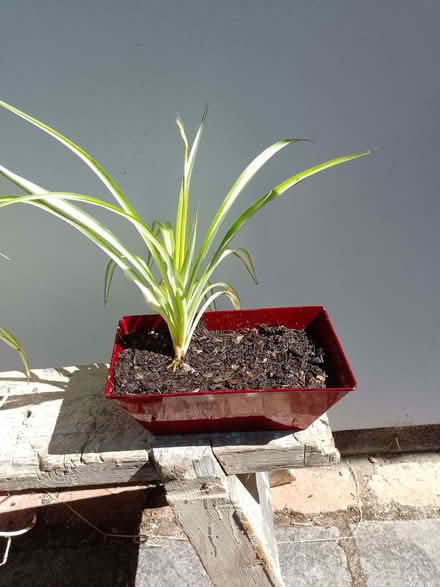 Photo of free Spider Plant (Chlorophytum comosum) (spaldwick PE28) #1