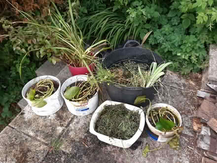 Photo of free Pond Plants (Buxton Central SK17) #1