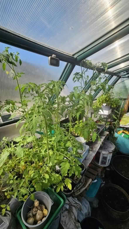Photo of free Tomato plants (Forfar DD8) #1