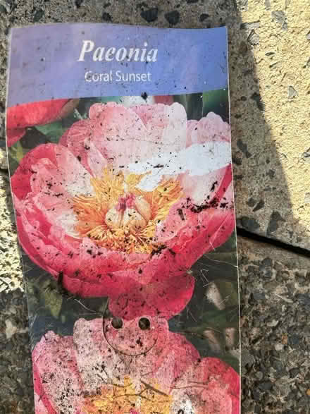 Photo of free peony plant (moston M40,) #2