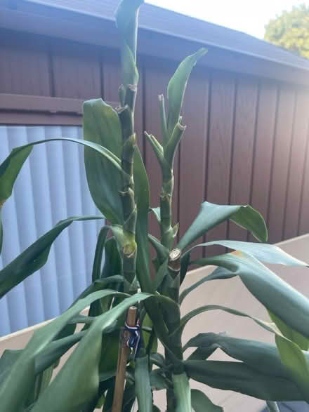 Photo of free Dracaena fragrans (Littlemore OX4) #3