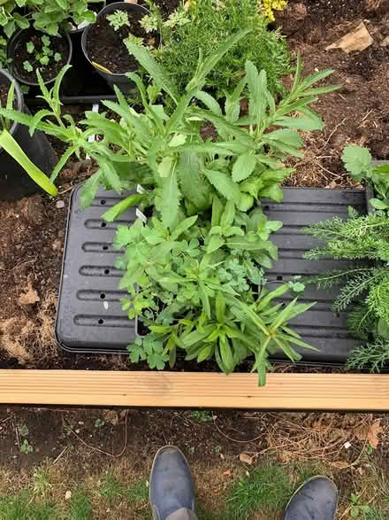 Photo of free Perennial plants (Hackenthorpe S12 4QF) #2