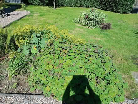 Photo of free Various perennial plants (Quernmore LA2) #3
