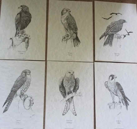 Photo of free 6 Art Prints - Birds of Prey (Parkstone BH12) #1