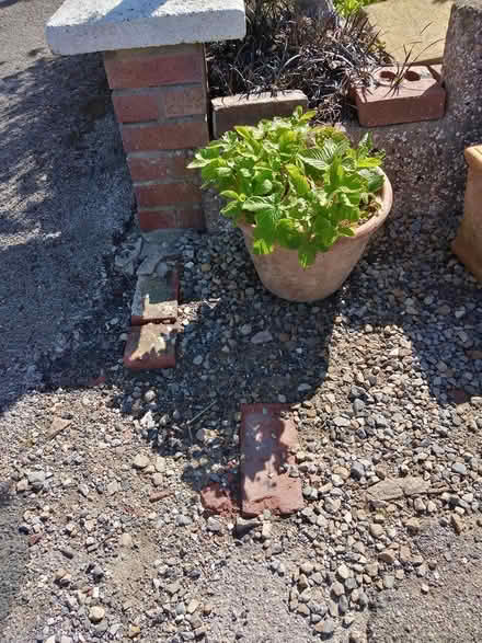 Photo of free Terracotta pot wild strawberries (Lancaster Vale LA1) #1