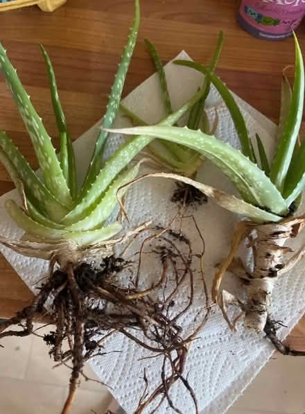 Photo of free 3 aloe Vera plants (Broadwater SG2) #1