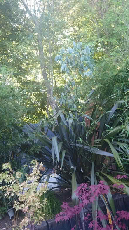 Photo of free 3 Eucalyptus Trees (Ballyskeagh BT17) #3