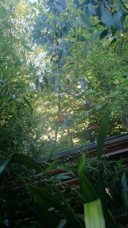Photo of free 3 Eucalyptus Trees (Ballyskeagh BT17) #2