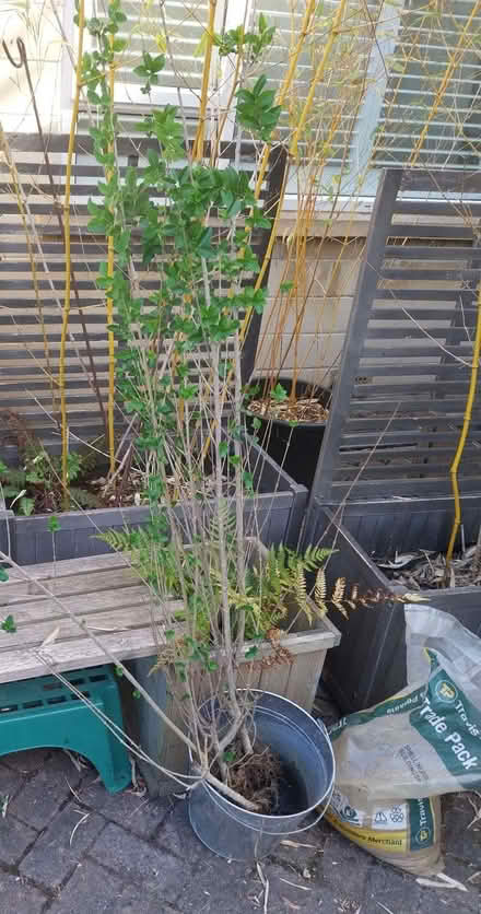 Photo of free Privet Hedging (Fairfield Park) #1