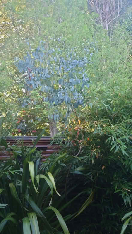 Photo of free 3 Eucalyptus Trees (Ballyskeagh BT17) #1