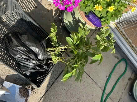 Photo of free peony plant (moston M40,) #1