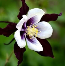 Photo of free Aquilegia Black Barlow (Coppull PR7) #1