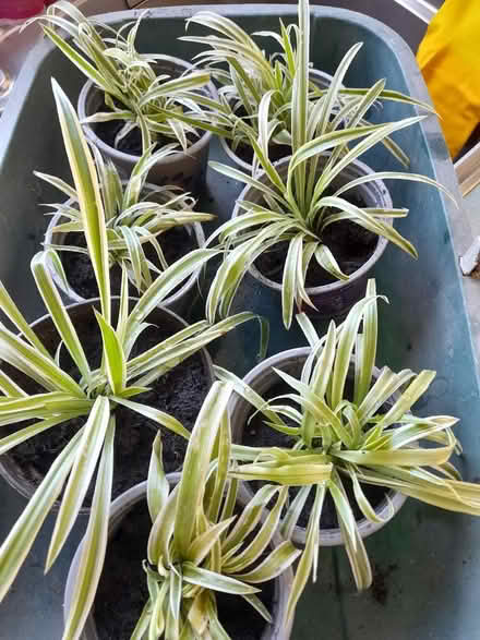 Photo of free Spider Plants (BT30) #1