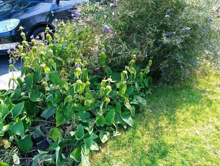 Photo of free Various perennial plants (Quernmore LA2) #1