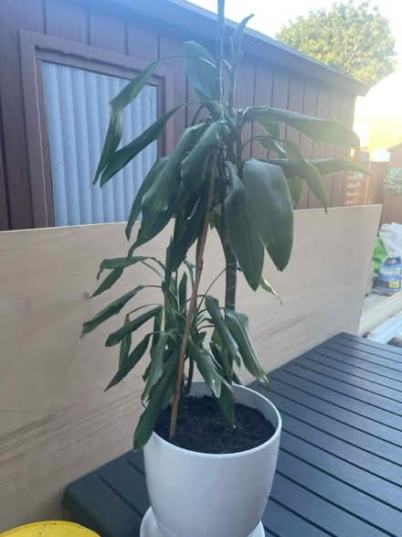 Photo of free Dracaena fragrans (Littlemore OX4) #1