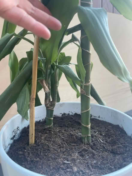 Photo of free Dracaena fragrans (Littlemore OX4) #4