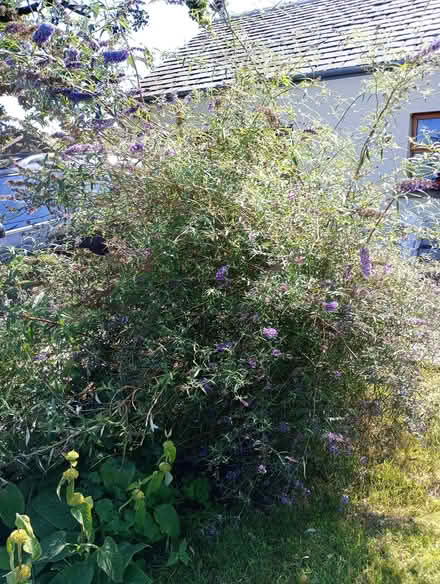 Photo of free Various perennial plants (Quernmore LA2) #2