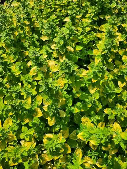 Photo of free Nice clump Golden Marjoram herb (Morden SM4) #3