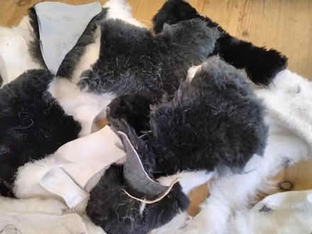 Photo of free Sheepskin pieces. (Welwyn AL6) #4