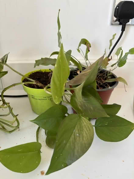 Photo of free Two plants (Ecclesall S11) #1