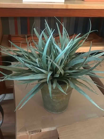 Photo of free Artificial plants (Lincoln park) #2