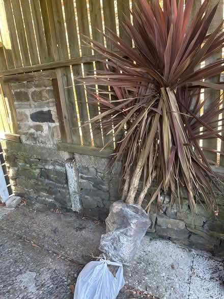 Photo of free Tree (Dronfield S18) #1