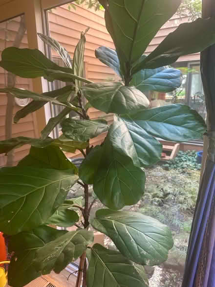 Photo of free Large Fiddle Leaf Fig plant (Princeton close to Rt 1) #2