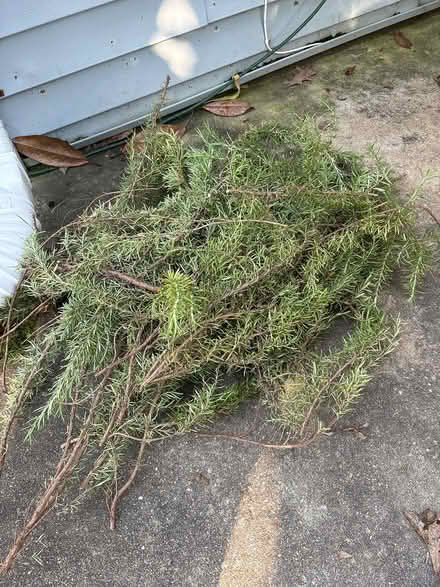 Photo of free Fresh cut rosemary (Near South Hills & Crossroads) #1
