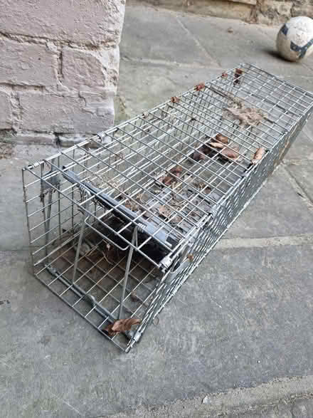 Photo of free Rat trap (Hunters Bar S11) #1